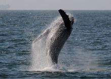 1799 Whale Watching Cruise Special - Discount