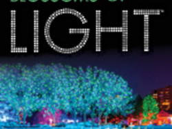 Blossoms of Light
