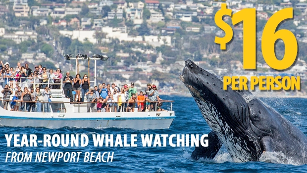 Newport Landing Whale Watching Fun Activities