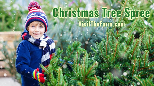 Charmingfare Farm - Christmas Tree Spree