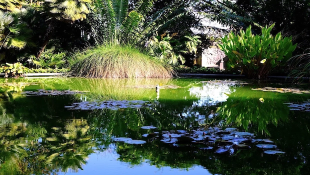 San Diego Botanical Garden Field Trips