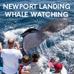 Newport Landing Whale Watching