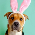 PAW-A-PALOOZA AT CHERRY CREEK SHOPPING CENTER!