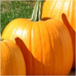 Piedmont Avenue Pumpkin Patch