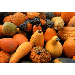 Pumpkinology Enrichment Class (Ages 5-9)