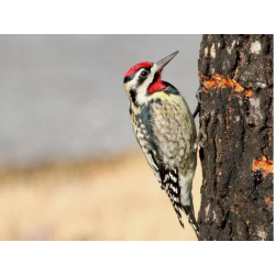 Nature's Simple Machine Enrichment Class (Ages 5-9)