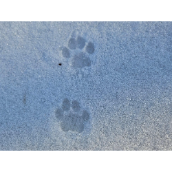 Animal Track Adventures Enrichment Class (Ages 5-9)